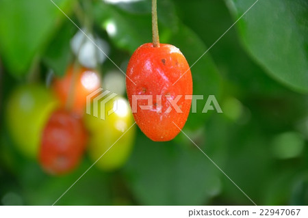 野生軟糖水果 22947067