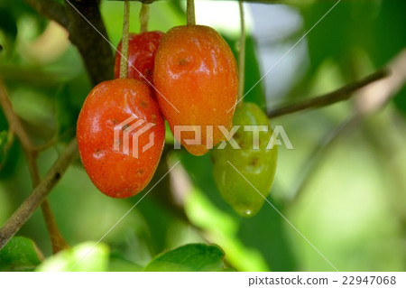 Wild gummy fruit 22947068