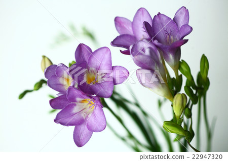 小蒼蘭全開紫色花 22947320