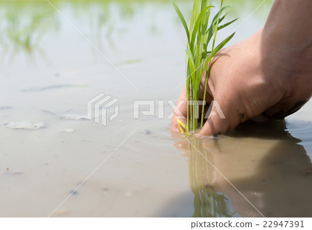 Rice planting image 22947391