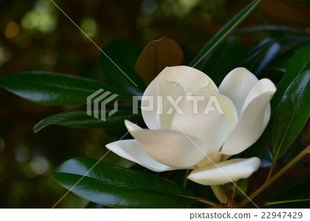 Taisambok flowers 22947429