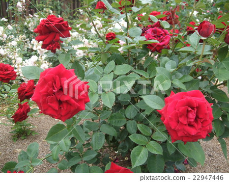 Red Roses (Ingrid Bergman) 22947446