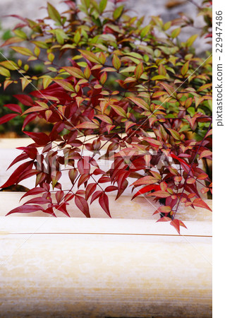 Southern Southern 22947486