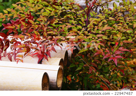 Southern Southern 22947487