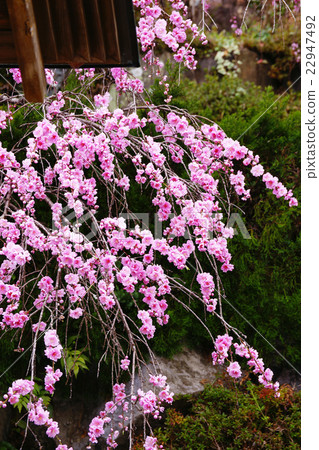 Blooming flowers 22947492