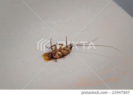 Cockroch on ground 22947807