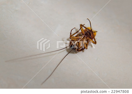 Cockroch on ground 22947808