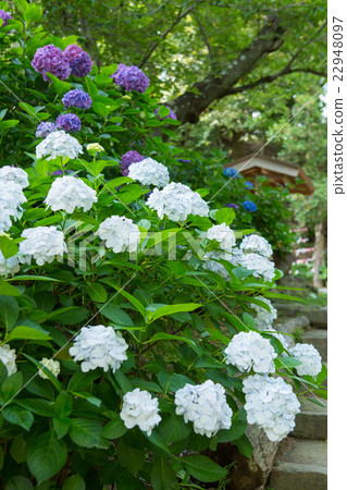 Hydrangea of Kuzuhara Oka Shrine Hydrangea of Kuzuhara Oka Shrine 22948097