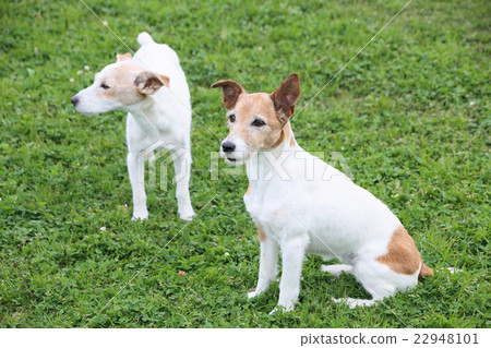 Jack Russell Terrier Jack Russell Terrier 22948101