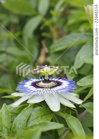 Flowering of Passionflower 22948314