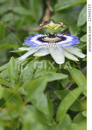 Flowering of Passionflower 22948315