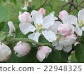 Apple flowers 22948325