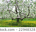 Orchard 22948328