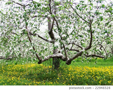 Orchard 22948328