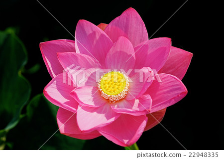 Lotus flower Lotus flower 22948335