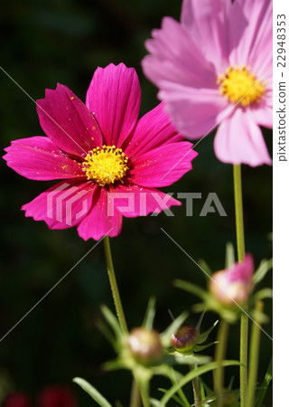 布魯姆端莊 22948353