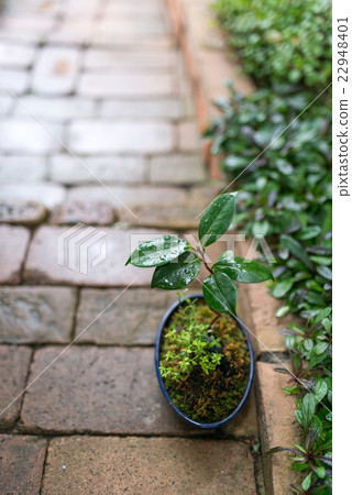 Mini bonsai Mini bonsai 22948401