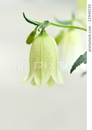 Firefly brush Firefly brush 22948550