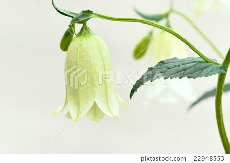 Firefly brush 22948553