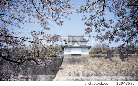 cherry blossom focus at cherry flower. cherry blossom focus at cherry flower. 22948655