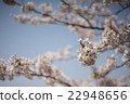 cherry blomssom focus at cherry flower 22948656