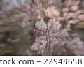 cheery blossom with zoom technic 22948658