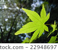 藍楓 22948697
