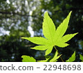 藍楓 22948698