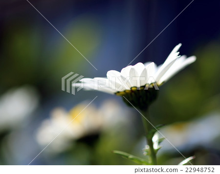 Margaret White Flower Margaret White Flower 22948752