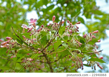 樹：Shoki Utsugi Honeysuckle家族 22948868