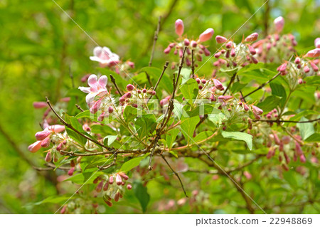 樹：Shoki Utsugi Honeysuckle家族 22948869