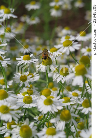 洋甘菊在一個快樂的花園裡 22949209