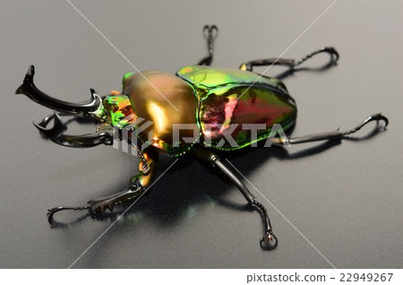 虹鱒黑色背景 22949267