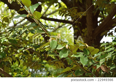 Tree Seeds Of Beech Tree Family Stock Photo