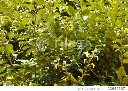 图库照片 山毛榉科(植物种类 长青树 雌雄同体