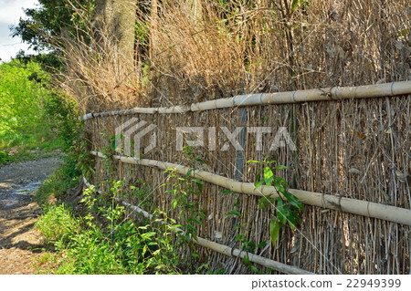 我的數字場：防風林 22949399