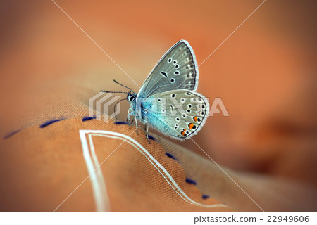 Close up of Beautiful butterfly Close up of Beautiful butterfly 22949606