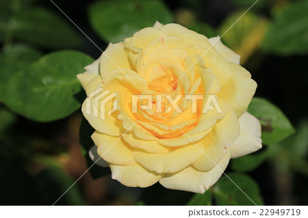 piece piece 22949719