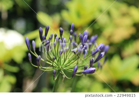 Agapanthus buds 22949815