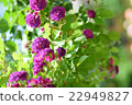 Rose Blue Magenta 22949827