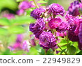 Rose Blue Magenta 22949829