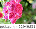 Rose parade 22949831