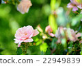 Rose Albeteen 22949839
