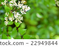 Southern flowers 22949844