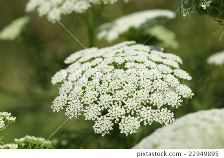 Blue Lace Flower 22949895