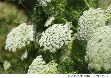 Blue Lace Flower Blue Lace Flower 22949897