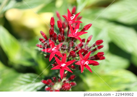 Pentas 22949902