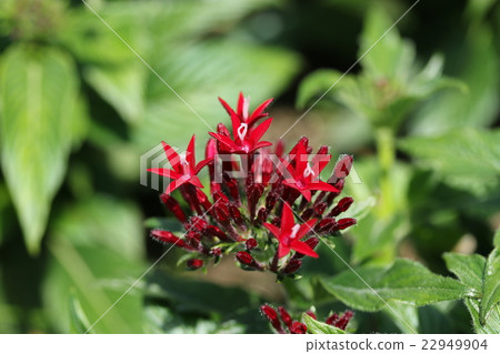 Pentas 22949904