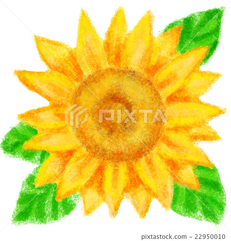 向日葵 向日葵 22950010