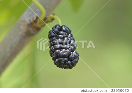 桑果 桑果 22950070